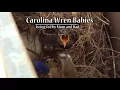 Download Lagu Suara burung Carolina wren sedang menyusui bayinya