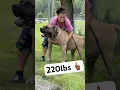Download Lagu Women tries to pick up monster dog… #shorts #dog #viral
