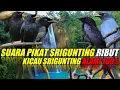Lagu SUARA PIKAT SRIGUNTING RIBUT