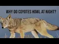 Why do Coyotes howl at night The more ya know