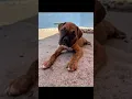 West Coast Boxer Rescue - meet our new brindle dozen of Boxer puppies