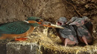 Download Amazing Footage of Kingfishers Inside Their Nest | Discover Wildlife | Robert E Fuller MP3