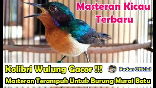 Download KOLIBRI WULUNG GACOR !!! MASTERAN TERAMPUH UNTUK BURUNG MURAI BATU, KACER, CUCAK HIJAU MP3