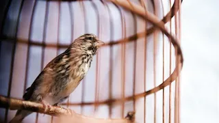 panjuri bhitare sari sari kahe hari hari song odia bhajan 