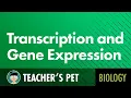 Transcription and Gene Expression