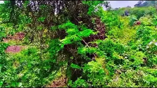 Ethiopia Best Classical With Beautiful Nature New Instrumental Music 2025 ምርጥ ክላሲካል ሙዚቃ ከውብ ተፈጥሮ ጋር 