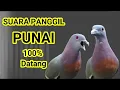 Download Lagu Suara pikat punai ampuh banget, untuk panggil punai liar,green pigeon,bird sound,pigeon