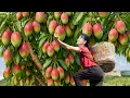 Download Lagu Harvesting Australian Pink Mangoes To Sell \u0026 Making Crispy Fried Mango Cake | Ana Daily Life