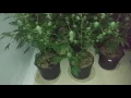 4 weeks flowering using Remo Nutrients the good the bad and the ugly