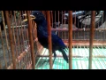 Download Lagu Ciung batu besar jinak,sehat,.