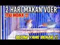 Lagu Cara Melatih Prenjak Kepala Merah Makan Voer Dengan Mudah