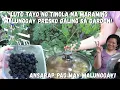 Download Lagu BUHAY AMERIKA:NAGLUTO KAMI NI MAYORA NG TINOLA AT NAG HARVEST DIN NG GULAY AT PRUTAS SA GARDEN NATIN