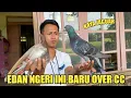 TRITIS BATU‼️INI BARU NAMANYA BURUNG MERPATI OVER CC