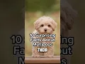 10 Surprising Facts About Maltipoo