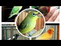 Download Lagu Suara pikat burung yg lagi viral #melinjo