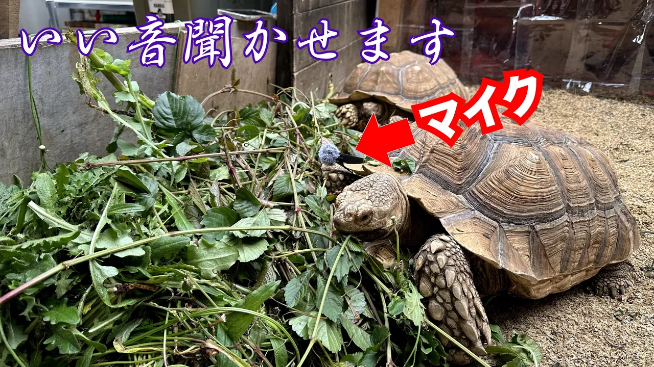 冬を越した小屋の紹介とケヅメリクガメたちの食事をマイク録音【ASMR風】