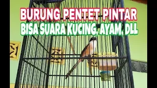 Download BURUNG PENTET/CENDET PINTAR BISA MENIRU SUARA KUCING, AYAM DAN SUARA BURUNG LAINNYA MP3