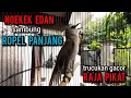 Download Lagu trucukan ropel panjang NGEKEK EDAN buat pancingan trucukan agar bunyi jadikan trucukan gacor sketika