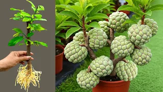 How To Propagate Sweetsop Tree From Cutting With Egg and Aloe Vera how to growing sweetsop tree