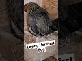 Chicken laying an egg for the First Time #chickens #farm #egg #chickenegg #henlaysegg