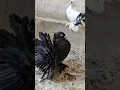 Download Lagu Black Lakkha Kabutar | Maa Mujhe Kala Kyu Banaya Short Video | Black Fantail Pigeon #shorts #share