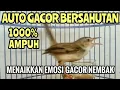 Lagu Pancingan CIBLEK SAWAH / PRENJAK KLIK bahan muda hutan agar bunyi gacor nembak