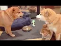 Download Lagu Daddo got mom very A M G E R Y / Shiba Inu puppies (with captions)
