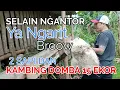 Download Lagu Seharian Bersama Hoho Kades