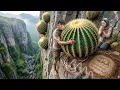 Lagu Brave Boy Risks His Life Harvesting Giant Round Cactus on Cliff | Final Farewell to Bamboo Rat