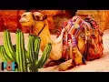 How Camels Eat Cactus Without Getting Hurt
