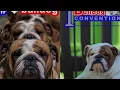 The First Daily Bulldog Convention