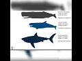 Megalodon vs Livyatan vs largest sperm whale comparison