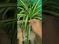 Download Lagu Cómo cuidar la planta cinta ( lazo de amor, mala madre) #flores #plantas #jardinería #cinta