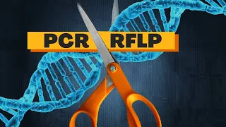 A técnica de RFLP