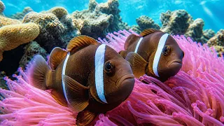 Clownfish Moments Part 4 🐠 4 Hours of Deep Ocean Relaxation (Slow Jazz & Coral Reef in 4K)