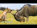 Lagu Anak Wildebeest yang Baru Lahir Langsung Diburu Predator | Sebuah Planet yang Sempurna | 4K UHD | BBC Earth