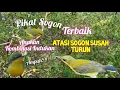 Download Lagu Suara Pikat Sogon Anakan Kombinasi Indukan Terbaik