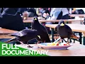Download Lagu Ravens - Intelligent Rascals of the Skies | Free Documentary Nature