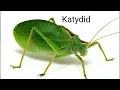 Insect Sounds Compilation (19 insects)