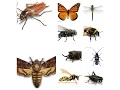 Download Lagu Insect Sounds Compilation (19 insects)