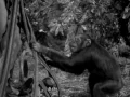 Download Lagu TARZAN YELL - Johnny Weissmuller at RKO Studios