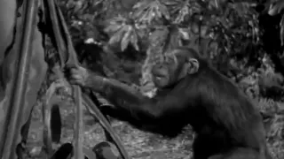 TARZAN YELL Johnny Weissmuller At RKO Studios 