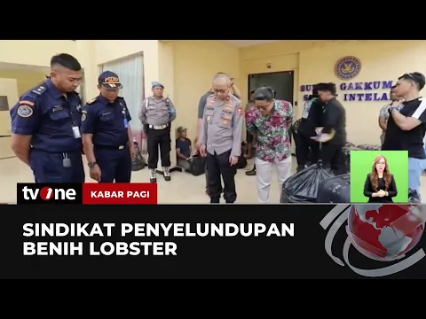 Polisi Gagalkan Penyelundupan Benih Lobster Senilai Rp87 Miliar