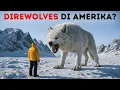 Download Lagu Menghadirkan Kembali Direwolf yang Tampak Keren - Hingga Ia Hidup Kembali