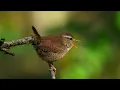 Lagu 1 Hour Of A Bird (Wren) Chirping In The Forest.  Probably The Best Bird Video    |    4K