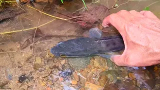Looking for colorful ornamental fish, There are koi, goldfish, catfish, bettas, crabs, turtles