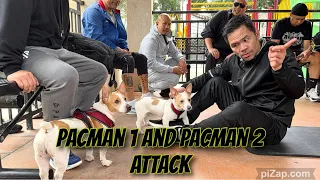 manny pacquiao may bago nang aso pacman 1 at pacman 2