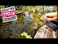 Download Lagu New Fish for my Giant Backyard Pond!