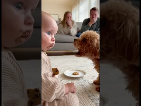 犬のクッキーを食べてしまい犬に文句を言われた赤ちゃん、どうしていいか分からず固まってしまう。。。#dog #baby #cute #funny #shorts #shortvideo #赤ちゃん