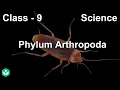 Phylum Arthropoda Diversity in Living Organisms Biology Grade 9 Telangana Khan Academy